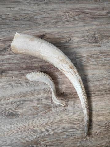 Twee hoorns - Decoratief of ambachtelijk beschikbaar voor biedingen