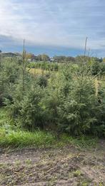 Te koop kerstbomen picea omorika, Ophalen of Verzenden, Overige soorten