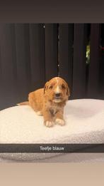 Maltipoo x doedle pups, Dieren en Toebehoren, Honden | Chihuahua's en Gezelschapshonden, Maltezer, Rabiës (hondsdolheid), 8 tot 15 weken