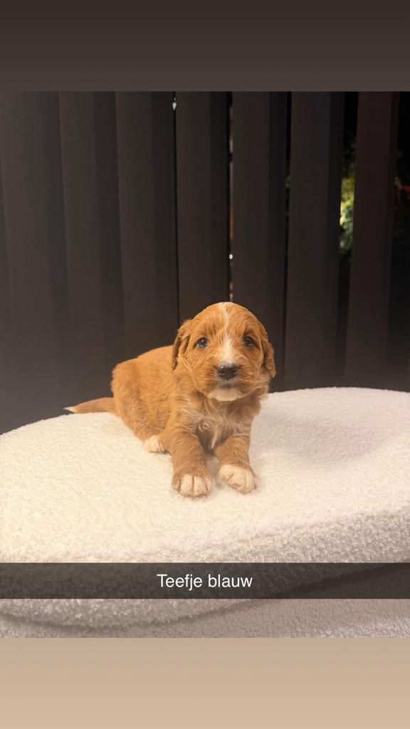 Maltipoo x doedle pups, Dieren en Toebehoren, Honden | Chihuahua's en Gezelschapshonden, Meerdere dieren, Maltezer, Particulier