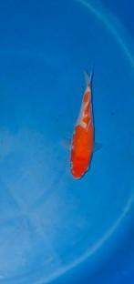 Mooie kohaku, Dieren en Toebehoren, Karper of Koi