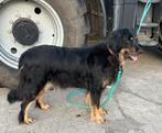 Hovawart, Dieren en Toebehoren, Honden | Herdershonden en Veedrijvers, 6 jaar of ouder, Fokker | Hobbymatig, Overige rassen, CDV (hondenziekte)