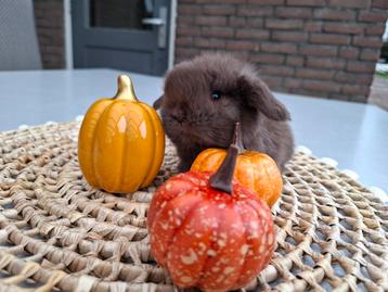Minilop hangoor dwerg konijntje choco bruin  beschikbaar voor biedingen