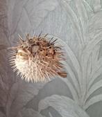 Opgezette Kogelvis, Antiek en Kunst, Ophalen