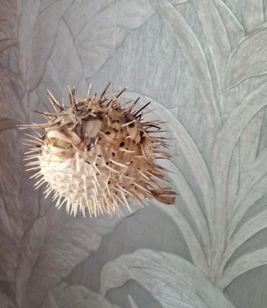 Opgezette Kogelvis, Antiek en Kunst, Curiosa en Brocante, Ophalen