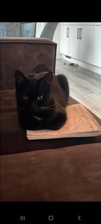 Jonge kater 10 maand oud, Dieren en Toebehoren, Katten en Kittens | Overige Katten, Kater
