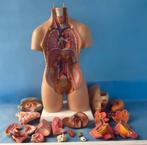 Menselijk Torso Anatomiemodel 55cm / Biologie Lichaam, Ophalen of Verzenden, Nieuw