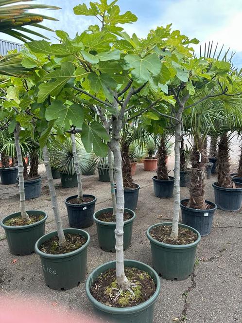 Vijgenbomen, Tuin en Terras, Planten | Bomen, Palmboom, 100 tot 250 cm, Volle zon, Zomer, Ophalen