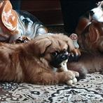 Knappe pekinees mix, België, Particulier, 1 tot 2 jaar, Eén hond
