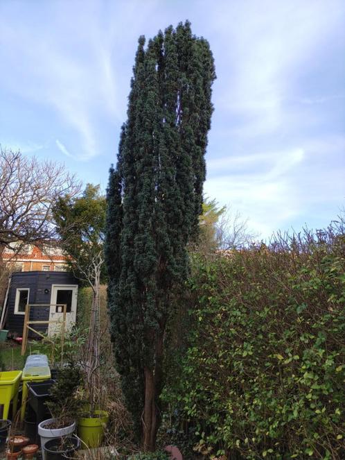 Grote Taxus hout, Doe-het-zelf en Verbouw, Hout en Planken, Overige typen, Overige houtsoorten, 300 cm of meer, Ophalen