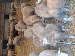 Slacht rijpe zuiglammeren, Dieren en Toebehoren, Schapen, Geiten en Varkens, Meerdere dieren, Schaap