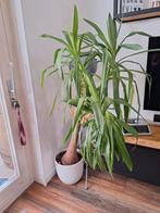 Yucca gigantea (Yucca elephantipes), Ophalen, Overige soorten, 150 tot 200 cm