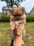 Pomeriaan pups/dwergkees, Dieren en Toebehoren, Honden | Poolhonden, Keeshonden en Oertypen, Keeshond, Reu, 8 tot 15 weken, Eén hond