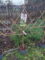 Leifruit amandel, abrikoos- Ideaal voor kleine tuinen!, Leiboom, Lente, 100 tot 250 cm, Ophalen
