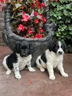 Schitterende Raszuivere friese stabij pups, Dieren en Toebehoren, Rabiës (hondsdolheid), Overige rassen, 8 tot 15 weken, Meerdere