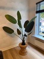 Kunstplant - Strelitzia Nicolai, Ophalen