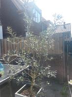 Olijfboom met Olijven en met bak OPHALEN v VREEWIJK, Ophalen, Volle zon, Olijfboom, 100 tot 250 cm