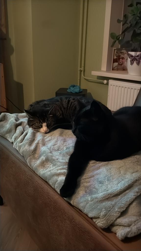 2 katten, Dieren en Toebehoren, Katten en Kittens | Raskatten | Korthaar, Poes