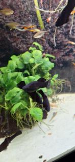 10 gezonde Black molly's te koop, Vis