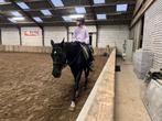 Verzorgpony/paard gezocht!, Ophalen of Verzenden, Zo goed als nieuw
