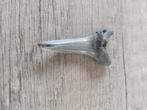 Te koop fossiele haaientand 3,5 centimeter groot, Ophalen of Verzenden, Fossiel