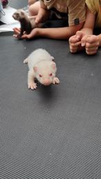 Albino fretje pup, Dieren en Toebehoren, Overige Dieren, Juni, Vrouwelijk
