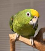 Tamme geelvoorhoofd amazone pop, Dieren en Toebehoren, Vrouwelijk, Papegaai, Geringd