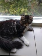 Kitten zoekt een nieuw huis, Dieren en Toebehoren, Katten en Kittens | Raskatten | Langhaar, Poes, Ontwormd, 0 tot 2 jaar