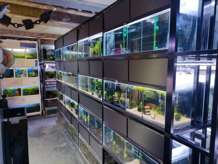 Diverse tropisch vissen op voorraad, Dieren en Toebehoren, Vissen | Aquariumvissen, Zoetwatervis, Vis