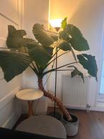 Grote Alocasia met Pot, Huis en Inrichting, Kamerplanten, Ophalen, 100 tot 150 cm, Overige soorten, Halfschaduw
