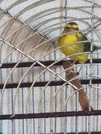 Te koop Geelbuik Cini met kooi, Mannelijk