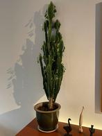 Grote cactus 1m, Ophalen, Cactus, Volle zon, Minder dan 100 cm