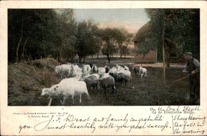 Drentsche Heide - Schapen - Herder, Verzamelen, Ansichtkaarten | Nederland, Gelopen, Drenthe, Voor 1920, Ophalen of Verzenden