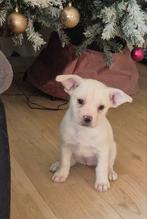 Franse bulldog mix puppys, Reu, CDV (hondenziekte), 8 tot 15 weken, Bulldog