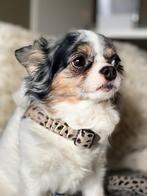 Nieuw thuis gezocht, Dieren en Toebehoren, 6 jaar of ouder, Teef, Parvo, Meerdere