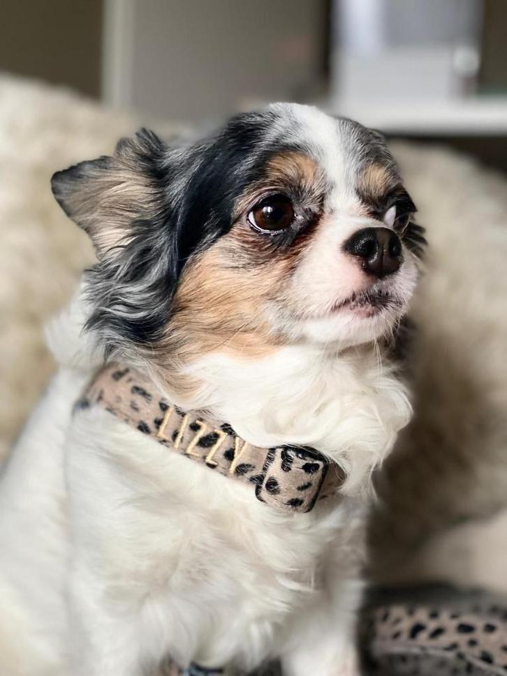 Nieuw thuis gezocht, Dieren en Toebehoren, Honden | Chihuahua's en Gezelschapshonden, Teef, Chihuahua, Particulier, Meerdere, Nederland