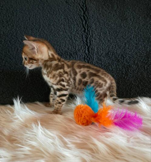 Bengaal kittens met stamboom, raszuiver, Dieren en Toebehoren, Katten en Kittens | Raskatten | Korthaar, Kater, 0 tot 2 jaar, Met stamboom
