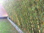 Fargesia Robusta Campbell ( niet woekerende bamboe!!! ), Ophalen, Bamboe, Haag, 250 cm of meer