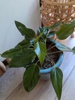 Anthurium, Huis en Inrichting, Kamerplanten, Ophalen of Verzenden, Overige soorten, Minder dan 100 cm