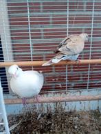 2 tortelduiven een koppeltje, Dieren en Toebehoren, Vogels | Duiven, Meerdere dieren, Tortelduif