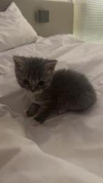 Britse Korthaar kitten, Dieren en Toebehoren, Katten en Kittens | Raskatten | Langhaar, Kater, Ontwormd, 0 tot 2 jaar