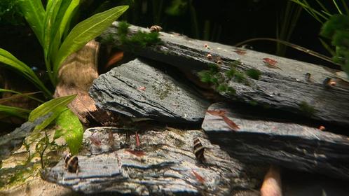 Zomerverkoop! Helenaslakken, anatome helena slak etende slak, Dieren en Toebehoren, Vissen | Aquariumvissen, Zoetwatervis, Slak of Weekdier