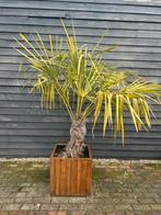 Palmbomen inclusief pot, 100 tot 250 cm, Zomer, Palmboom, Ophalen