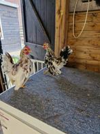 3 mooie serama haantjes tt kwaliteit, Dieren en Toebehoren, Pluimvee, Mannelijk, Kip