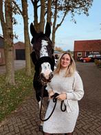 Bijrijder gezocht, Dieren en Toebehoren, Ophalen