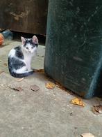Boerderij kittens, Dieren en Toebehoren, Meerdere dieren