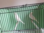 Prachtig koppel wit geringd 2025, Dieren en Toebehoren, Vogels | Kanaries, Meerdere dieren, Kleurkanarie