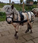 Mentuigje minipaardje/mini shetlander, Dieren en Toebehoren, Overige soorten, Gebruikt, Ophalen