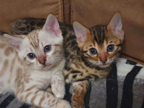 Ras zuivere Bengaal kittens te koop, Dieren en Toebehoren, Katten en Kittens | Raskatten | Korthaar