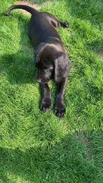 Knappe labrador kruising reu, Dieren en Toebehoren, Reu, 8 tot 15 weken, Labrador retriever, Eén hond